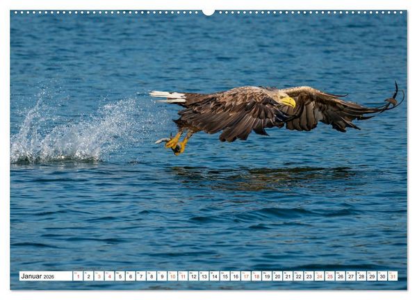 Produktbild: Heimische GREIFV&Ouml;GEL Adler Milan Bussard Weihe Sperber (Wandkalender 2026 DIN A2 quer), CALVENDO Monatskalender