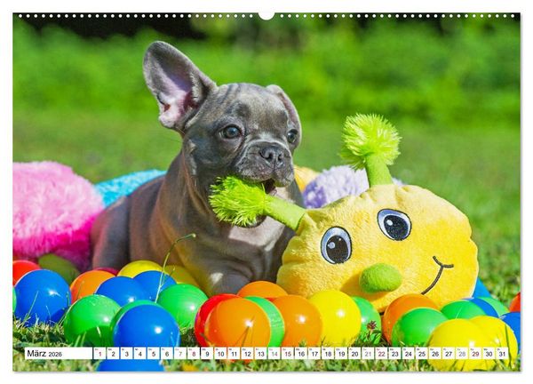 Produktbild: Kleiner Kobold Franz&ouml;sische Bulldogge (hochwertiger Premium Wandkalender 2026 DIN A2 quer), Kunstdruck in Hochglanz