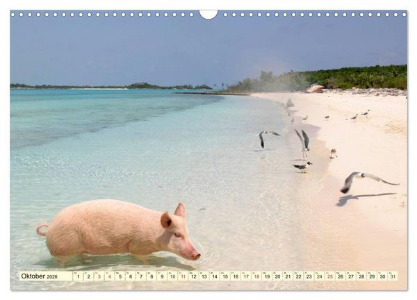 Produktbild: Schwimmende Schweine (Wandkalender 2026 DIN A3 quer), CALVENDO Monatskalender