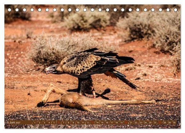 Produktbild: Outback Life - Australien (Tischkalender 2027 DIN A5 quer), CALVENDO Monatskalender