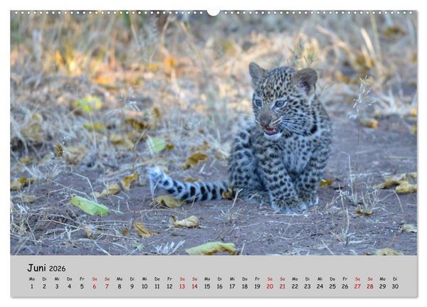 Produktbild: Leoparden - gro&szlig; und klein (Wandkalender 2026 DIN A2 quer), CALVENDO Monatskalender