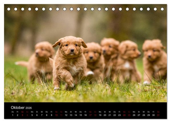 Produktbild: Toller - Nova Scotia Duck Tolling Retriever (Tischkalender 2026 DIN A5 quer), CALVENDO Monatskalender
