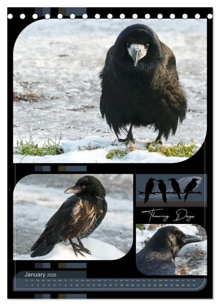 Produktbild: Crows - Through the Seasons (Desk Calendar 2026 DIN A5 portrait), CALVENDO 12 Month DeskCalendar