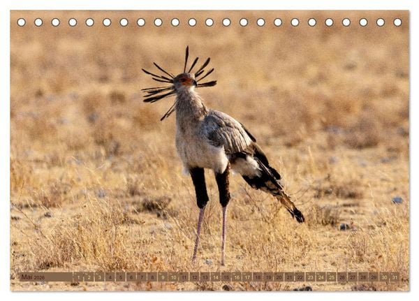 Produktbild: Wildlife Namibia - Etosha und Kalahari (Tischkalender 2026 DIN A5 quer), CALVENDO Monatskalender