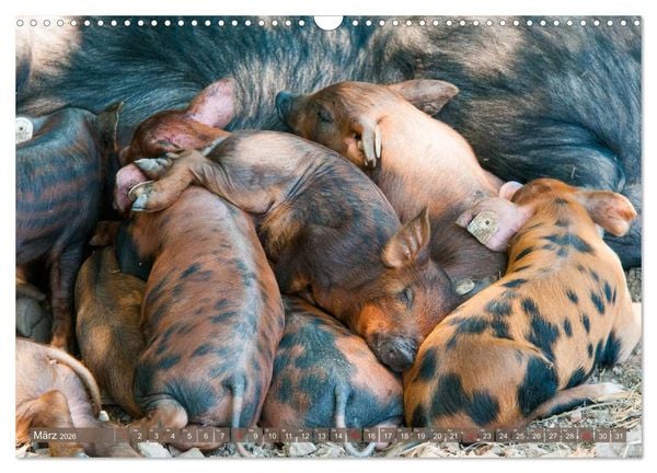 Produktbild: Gl&uuml;ckliche Schweine Berkshire-Iberico Ferkel (Wandkalender 2026 DIN A3 quer), CALVENDO Monatskalender