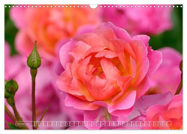 Produktbild: Blooming beauties (Wall Calendar 2026 DIN A3 landscape), CALVENDO 12 Month Wall Calendar