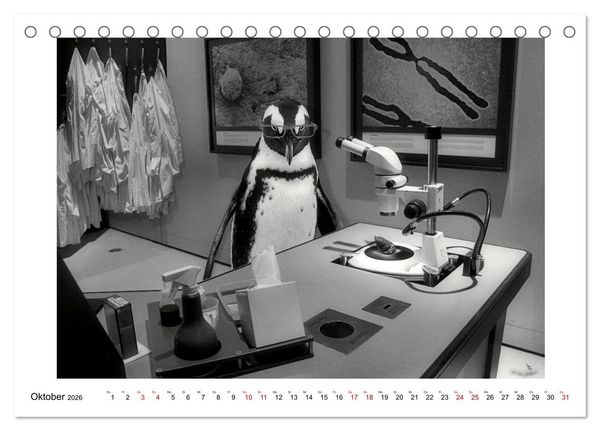 Produktbild: Pinguine privat (Tischkalender 2026 DIN A5 quer), CALVENDO Monatskalender