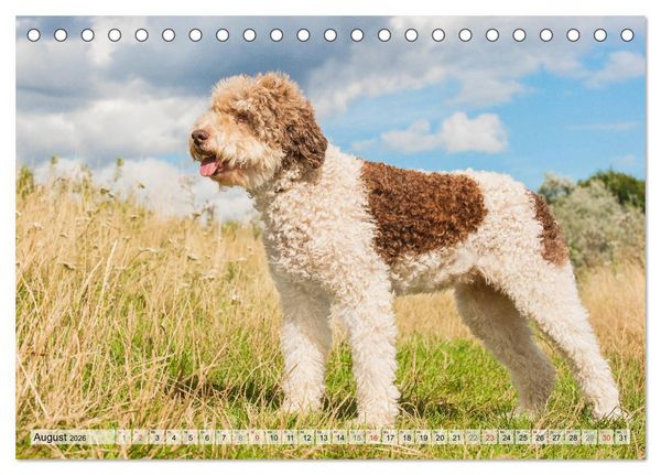 Produktbild: Lagotto Romagnolo - Ein Hund zum Verlieben (Tischkalender 2026 DIN A5 quer), CALVENDO Monatskalender
