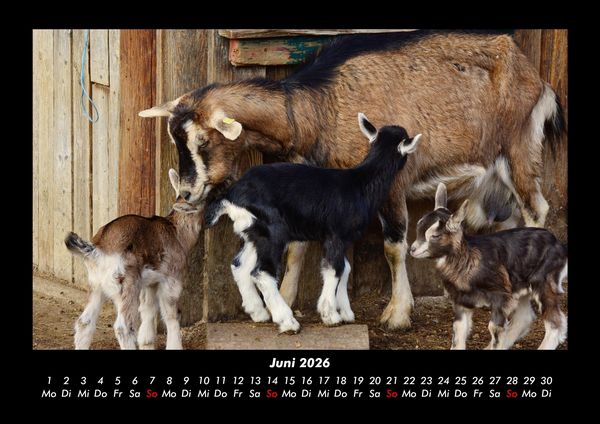 Produktbild: Tiere auf dem Bauernhof 2026 Fotokalender DIN A3