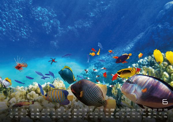 Produktbild: Sealife - verborgene Tiefen - 2027 - Kalender DIN A2