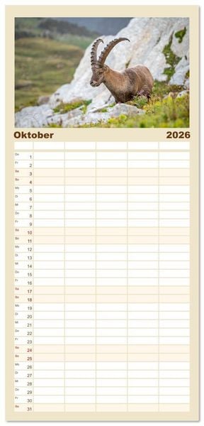 Produktbild: Familienplaner 2026 - Steinb&ouml;cke - Eindr&uuml;ckliche K&ouml;nige der Alpen mit 5 Spalten (Wandkalender, 21 x 45 cm) CALVENDO