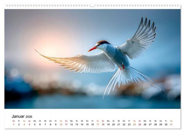 Produktbild: Seeschwalben - Meister der L&uuml;fte (Wandkalender 2026 DIN A2 quer), CALVENDO Monatskalender