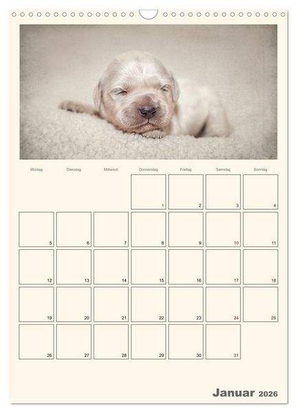 Produktbild: Zauberhafte Golden Retriever (Wandkalender 2026 DIN A3 hoch), CALVENDO Monatskalender