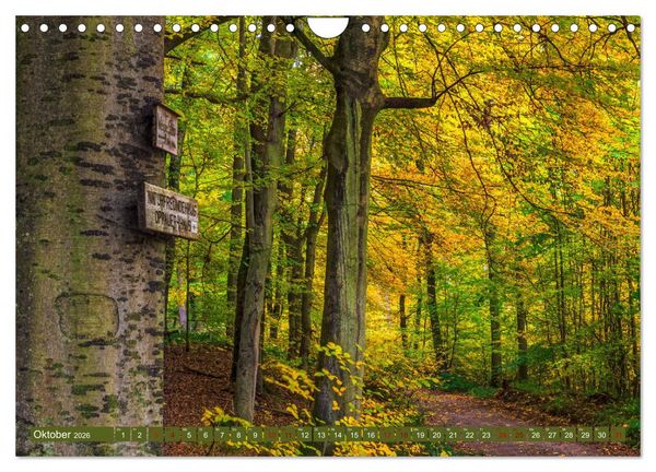 Produktbild: Augenschmaus Pf&auml;lzer Wald (Wandkalender 2026 DIN A4 quer), CALVENDO Monatskalender