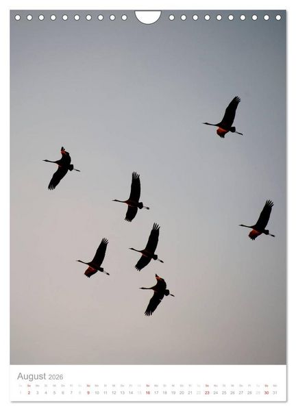 Produktbild: Der Flug der Kraniche (Wandkalender 2026 DIN A4 hoch), CALVENDO Monatskalender