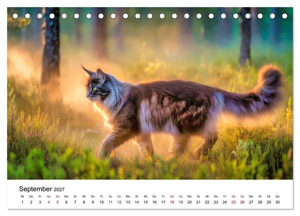 Produktbild: Eleganz in Pelz - ein Maine Coon - Kalender (Tischkalender 2027 DIN A5 quer), CALVENDO Monatskalender