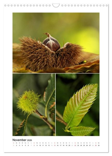 Produktbild: K&ouml;stlichkeiten der Natur 2026 (Wandkalender 2026 DIN A3 hoch), CALVENDO Monatskalender