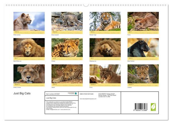 Produktbild: Just Big Cats (High Quality Premium Wall Calendar 2026 DIN A2 landscape),CALVENDO 12 Month Wall Calendar