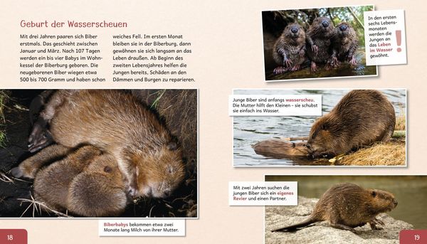 Produktbild: Meine gro&szlig;e Tierbibliothek: Der Biber