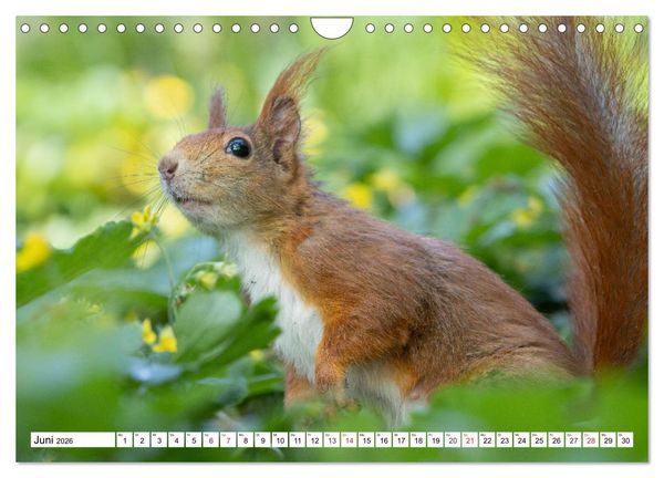 Produktbild: Eichh&ouml;rnchen im K&ouml;niglichen Garten (Wandkalender 2026 DIN A4 quer), CALVENDO Monatskalender