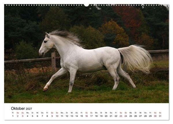 Produktbild: PFERDE - Zwischen Himmel, Erde und Hufschlag (Wandkalender 2027 DIN A2 quer), CALVENDO Monatskalender