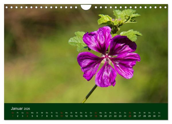 Produktbild: Blumen und Bl&uuml;ten (Wandkalender 2026 DIN A4 quer), CALVENDO Monatskalender