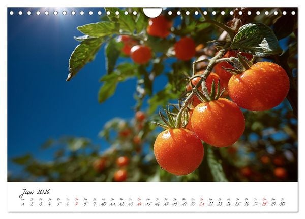Produktbild: Gem&uuml;segarten - Gem&uuml;se aus dem eigenen Garten (Wandkalender 2026 DIN A4 quer), CALVENDO Monatskalender