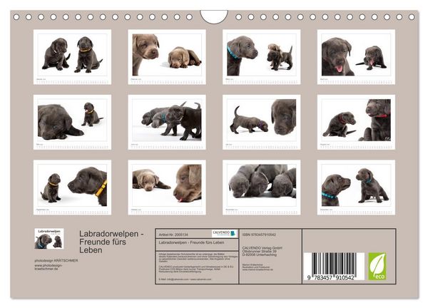 Produktbild: Labradorwelpen - Freunde f&uuml;rs Leben (Wandkalender 2026 DIN A4 quer), CALVENDO Monatskalender
