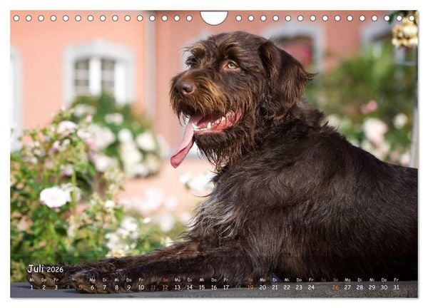 Produktbild: Jagdhunde - Treue Waidgesellen (Wandkalender 2026 DIN A4 quer), CALVENDO Monatskalender