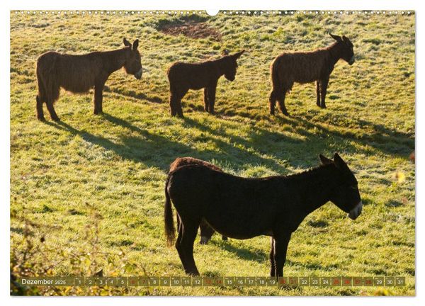 Produktbild: Bulgarische Gro&szlig;esel - Schwarze Sch&ouml;nheiten (hochwertiger Premium Wandkalender 2025 DIN A2 quer), Kunstdruck in Hochglanz