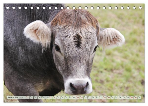 Produktbild: Alpenrinder (Tischkalender 2026 DIN A5 quer), CALVENDO Monatskalender