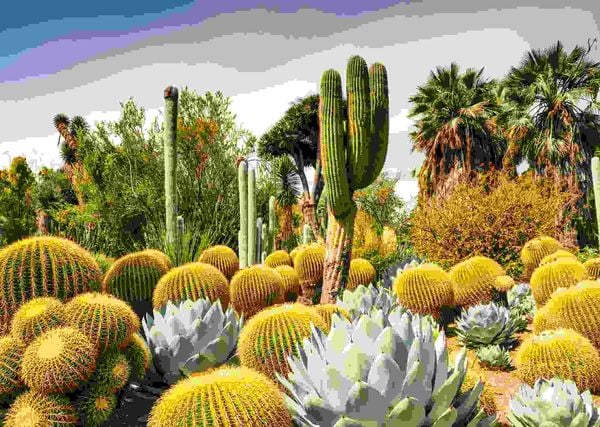 Produktbild: Erwachsenenpuzzle 1000 Teile - The Huntington Desert Garden, Kalifornien, USA