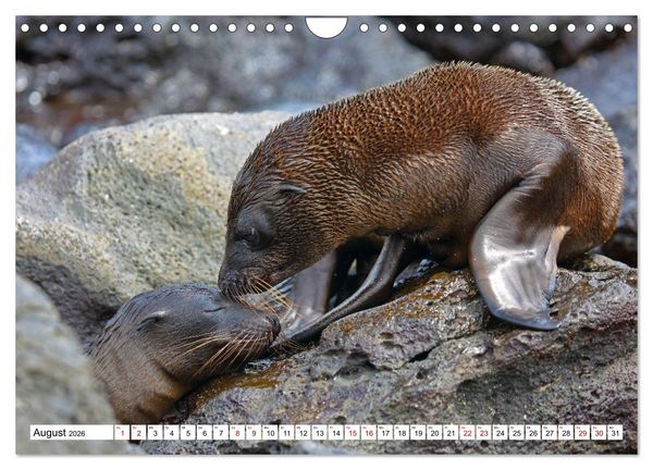 Produktbild: Gal&aacute;pagos - Die verwunschenen Inseln (Wandkalender 2026 DIN A4 quer), CALVENDO Monatskalender
