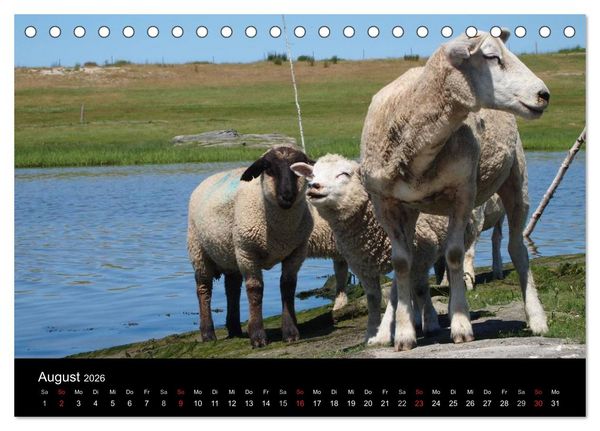 Produktbild: Schafe in Dithmarschen (Tischkalender 2026 DIN A5 quer), CALVENDO Monatskalender