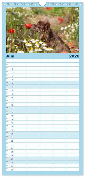 Produktbild: Familienplaner 2026 - Chihuahuas - kleine Herzensbrecher mit 5 Spalten (Wandkalender, 21 x 45 cm) CALVENDO
