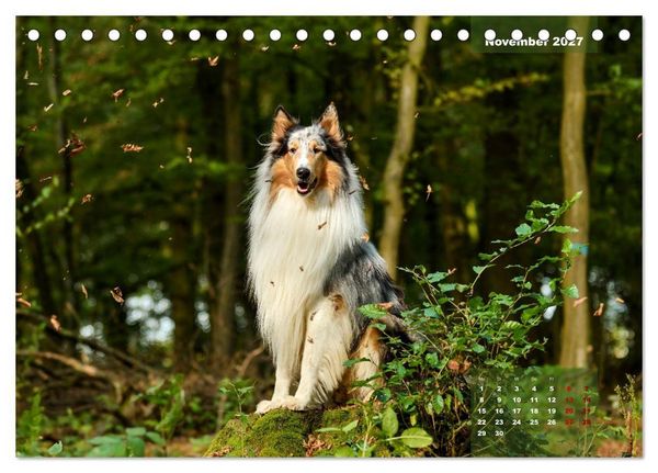 Produktbild: Collies? Was sonst! (Tischkalender 2027 DIN A5 quer), CALVENDO Monatskalender