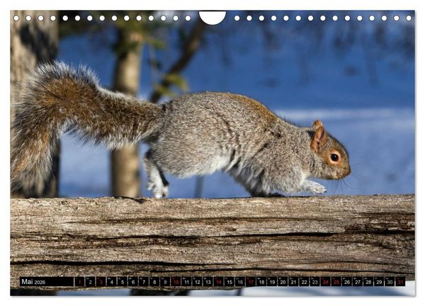 Produktbild: EICHH&Ouml;RNCHEN (Wandkalender 2026 DIN A4 quer), CALVENDO Monatskalender