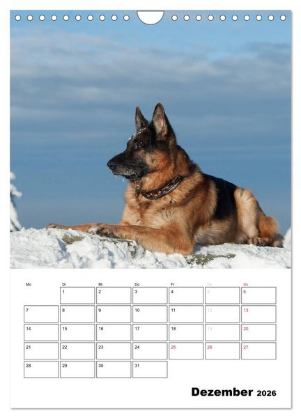 Produktbild: Deutsche Sch&auml;ferhunde - Seelentr&ouml;ster auf vier Pfoten (Wandkalender 2026 DIN A4 hoch), CALVENDO Monatskalender