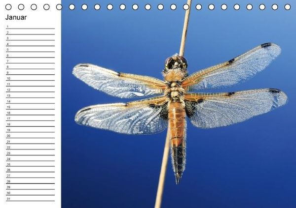 Produktbild: Libellen Geburtstagskalender (Tischkalender immerw&auml;hrend DIN A5 quer)