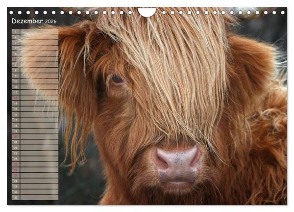 Produktbild: Schottische Hochlandrinder - Highland Cattle im Portrait (Wandkalender 2026 DIN A4 quer), CALVENDO Monatskalender