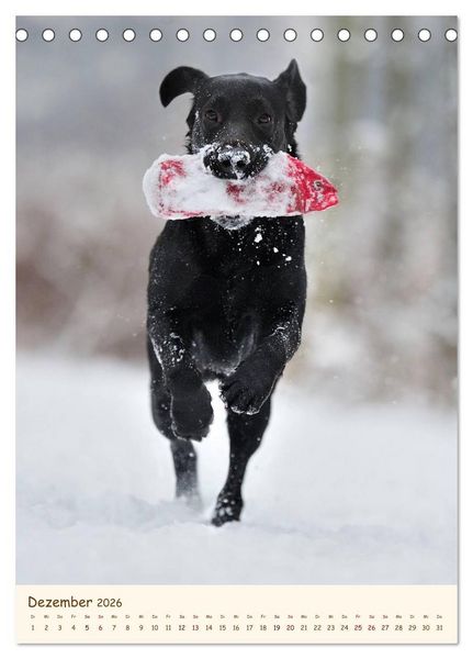 Produktbild: Labrador Retriever (Tischkalender 2026 DIN A5 hoch), CALVENDO Monatskalender