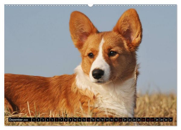 Produktbild: Welsh Corgi - Kobold auf 4 Pfoten (hochwertiger Premium Wandkalender 2026 DIN A2 quer), Kunstdruck in Hochglanz