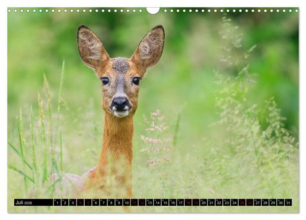 Produktbild: Wildtiere des Paderborner Landes (Wandkalender 2026 DIN A3 quer), CALVENDO Monatskalender