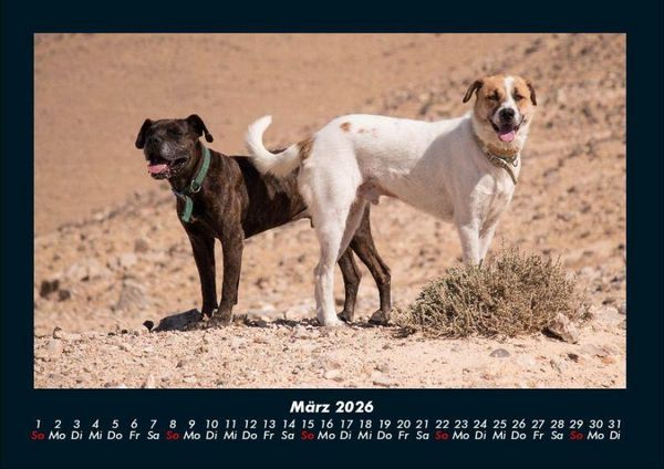 Produktbild: Hunde 2026 Fotokalender DIN A4