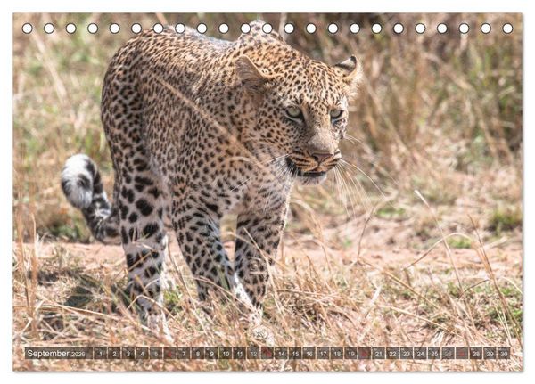 Produktbild: Leoparden - Geheimnisvolle J&auml;ger (Tischkalender 2026 DIN A5 quer), CALVENDO Monatskalender