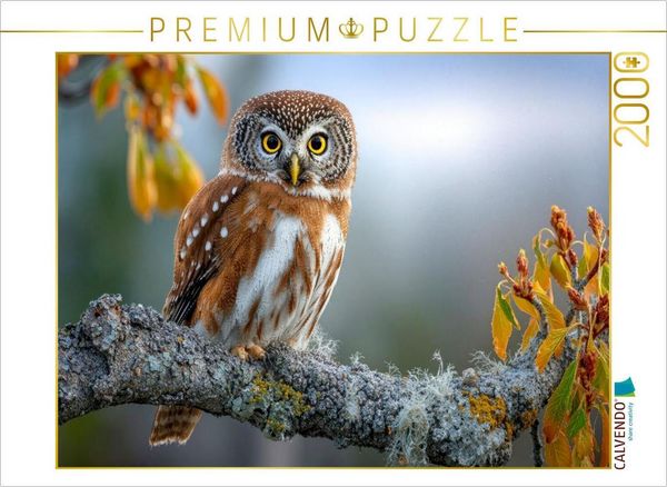 CALVENDO Puzzle Der Waldkauz in seinem Revier | 2000 Teile Lege-Größe 90x67cm Foto-Puzzle für glückliche Stunden, Sonstige von , Calvendo Puzzle,