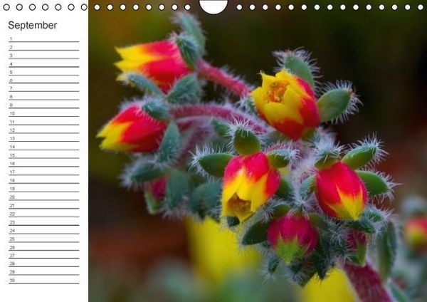 Produktbild: Ich denk an Dich ... Pers&ouml;nlicher Terminkalender (Wandkalender immerw&auml;hrend DIN A4 quer)