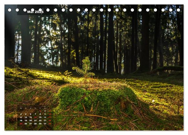 Produktbild: Zauberhafte Waldlandschaften (Tischkalender 2026 DIN A5 quer), CALVENDO Monatskalender