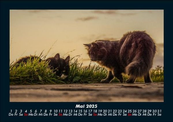 Produktbild: F&uuml;r Katzenfreunde 2025 Fotokalender DIN A5