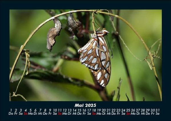 Produktbild: Bunte Pracht der Schmetterlinge 2025 Fotokalender DIN A5